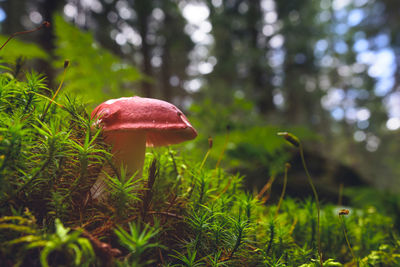 Close-up of fly agaric mushroom