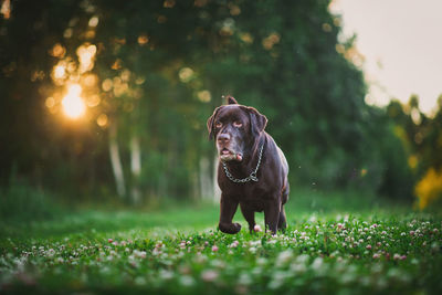 Portrait of dog on field