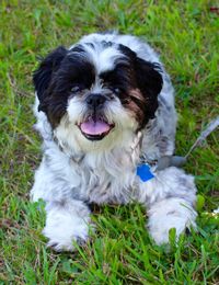 Dog standing on grassy field