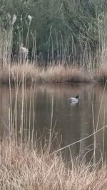 View of duck in lake