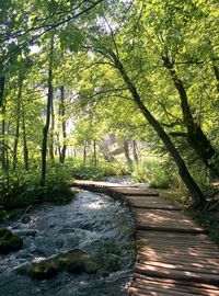 River flowing through forest