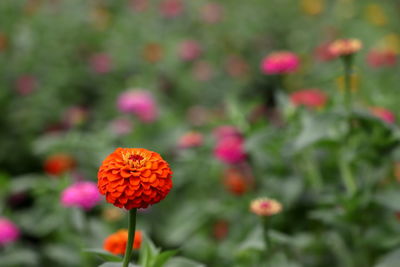 Close-up of pink flower