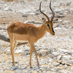 View of impala on rocky surface