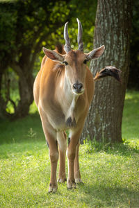 Portrait of horse standing on field