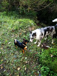 High angle view of dog on field