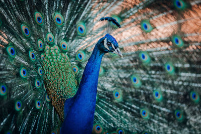 Close-up of peacock