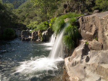 Scenic view of waterfall in forest