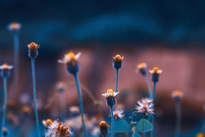 Close-up of flowering plants on field