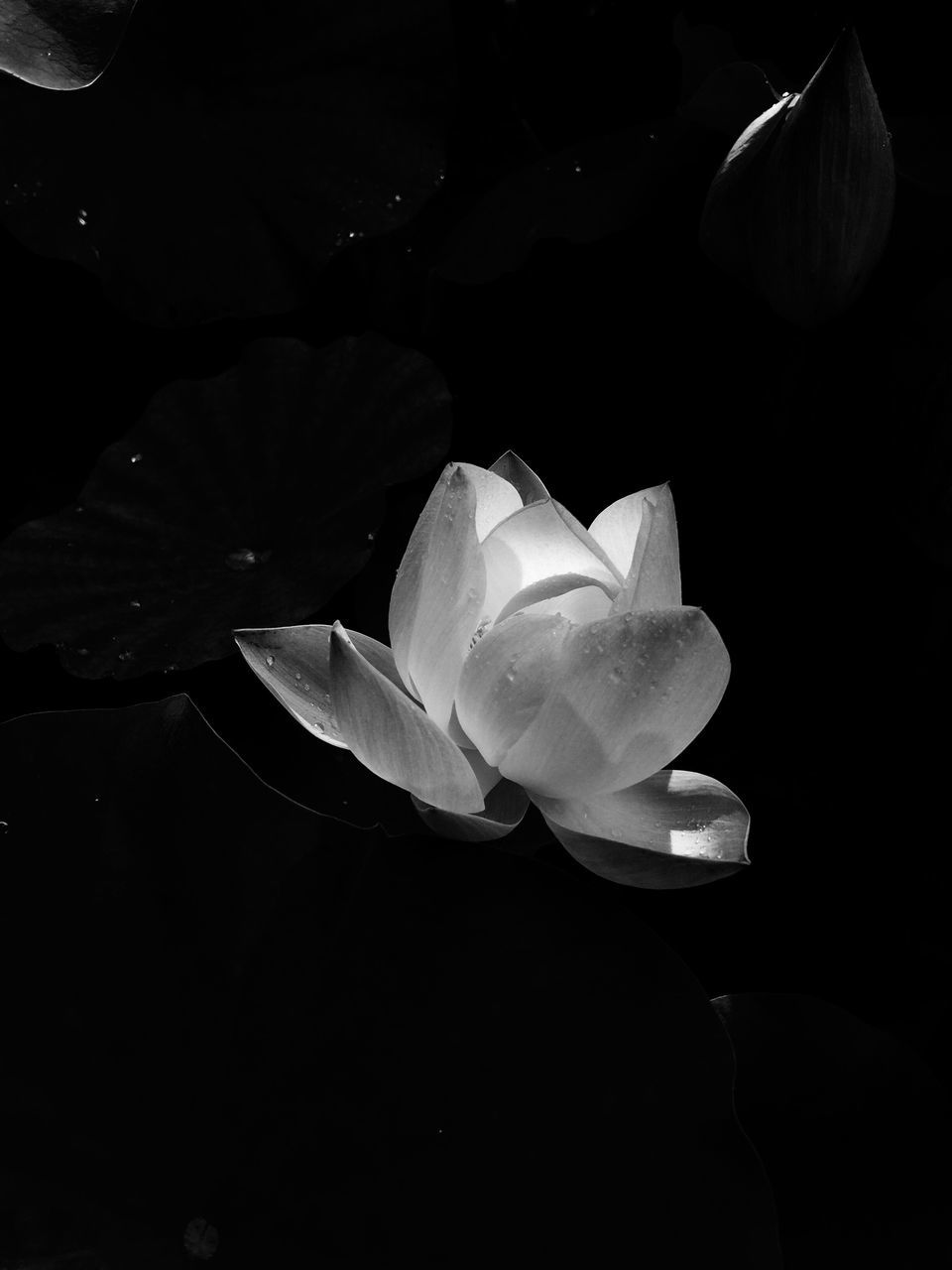 flower, petal, flower head, beauty in nature, fragility, freshness, nature, rose - flower, growth, blooming, black background, plant, close-up, studio shot, no people, day, outdoors