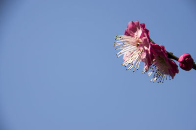 Low angle view of pink flower against clear blue sky
