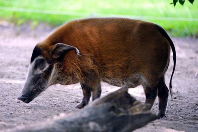 Close-up of horse