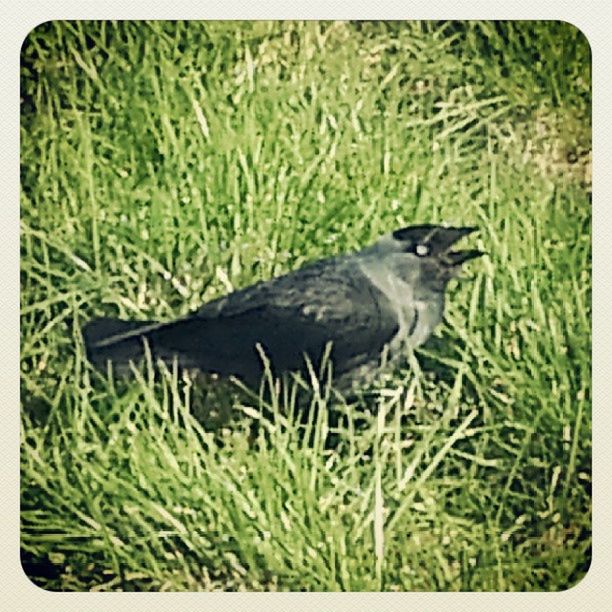 animal themes, one animal, bird, animals in the wild, grass, wildlife, transfer print, field, auto post production filter, full length, side view, grassy, nature, outdoors, day, no people, black color, high angle view, zoology, perching