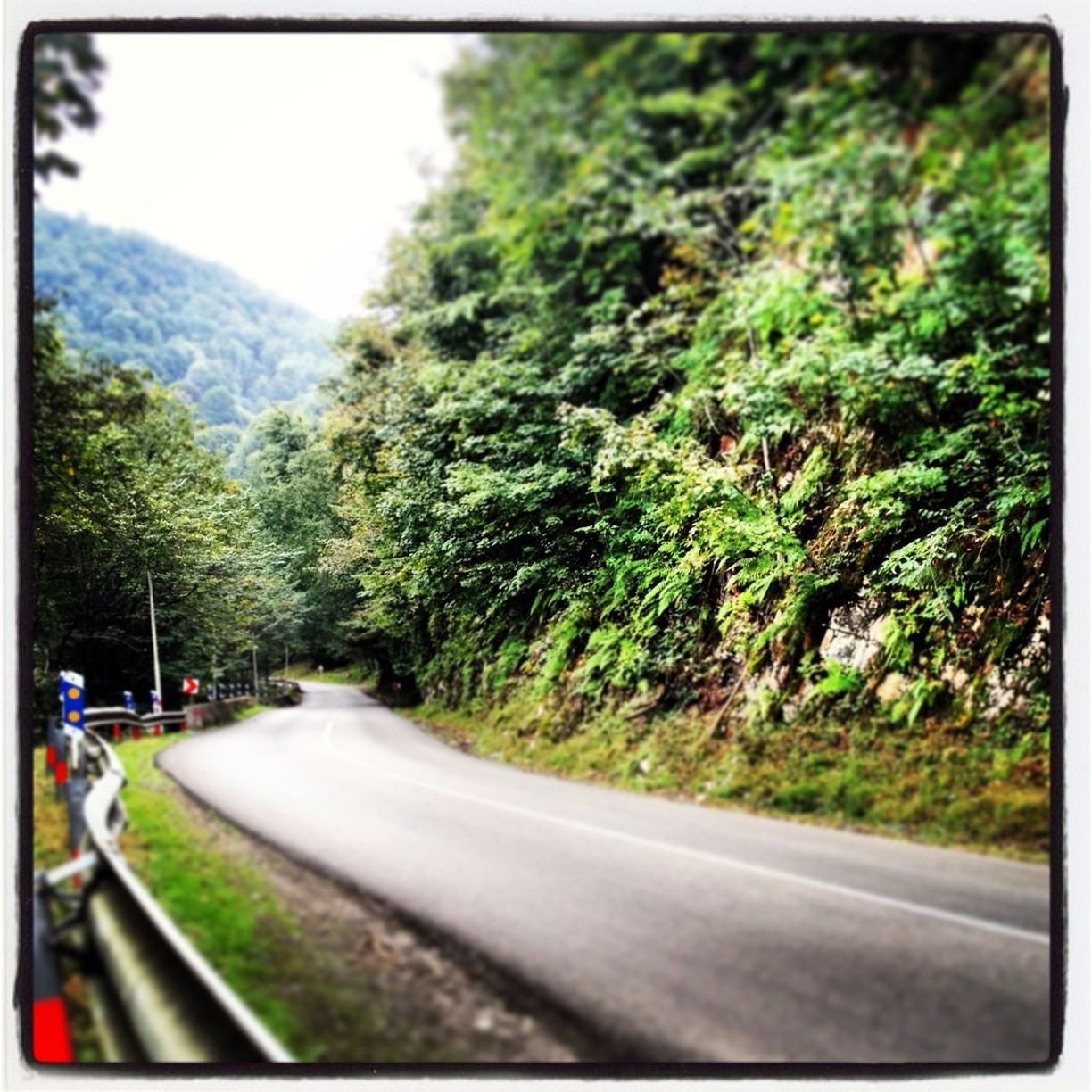 transportation, transfer print, road, tree, the way forward, mountain, auto post production filter, road marking, country road, diminishing perspective, nature, car, growth, sky, tranquil scene, tranquility, green color, scenics, street, beauty in nature