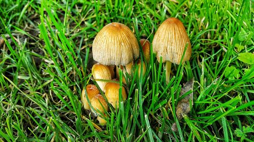 Close-up of mushroom growing on field