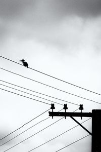 Low angle view of silhouette birds perching on power line