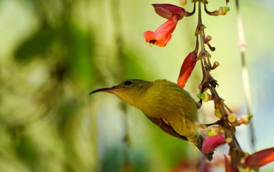 Close-up of bird perching on flower