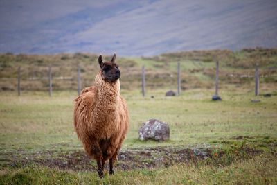 Llama on grassy field