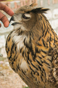 Close-up of hand holding bird