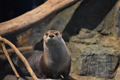 Portrait of otter on rock