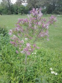 Close-up of pink flowering plants on field