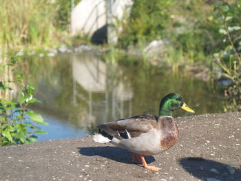 Side view of a mallard ducks in lake