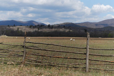 Scenic view of field against sky