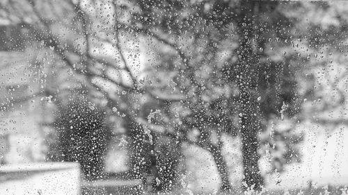 Raindrops on pine tree during winter