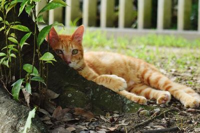 Portrait of a cat on field