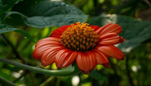 Close-up of red flower