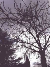 Low angle view of silhouette bare tree against clear sky