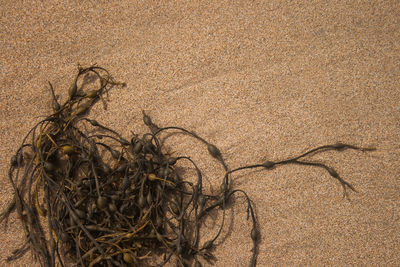 Close-up of dry plant on sand