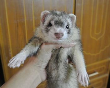 Close-up of hand holding rabbit