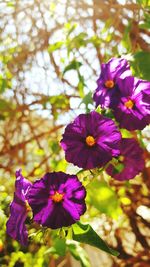 Close-up of purple flowers