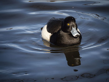 Duck swimming in lake