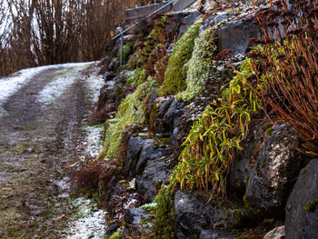 Stream flowing through rocks in forest