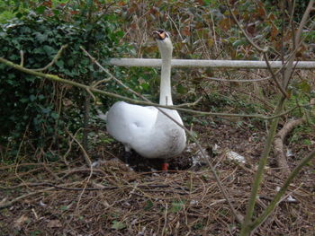 White duck on grass