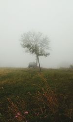 Scenic view of grassy field in foggy weather