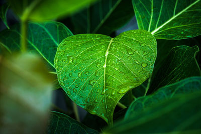 Close-up of raindrops on leaves