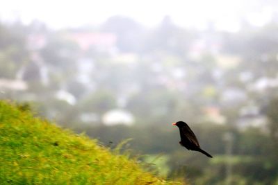 Close-up of bird flying against sky