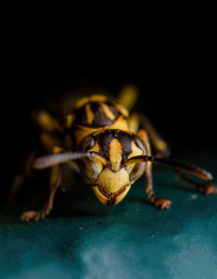 Close-up of bee