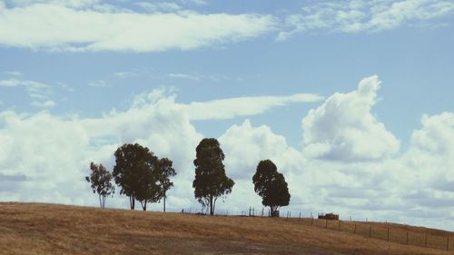 Trees on field against sky