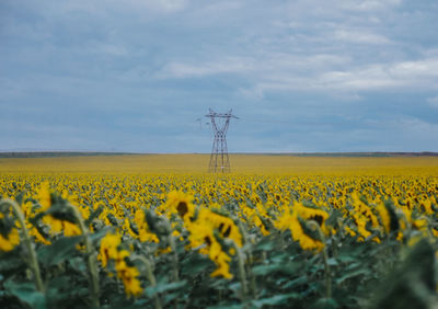 Scenic view of oilseed rape field against sky