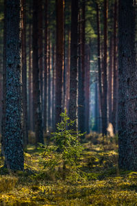 A beautiful pine tree forest scenery during spring in northern europe. tall pine trees.