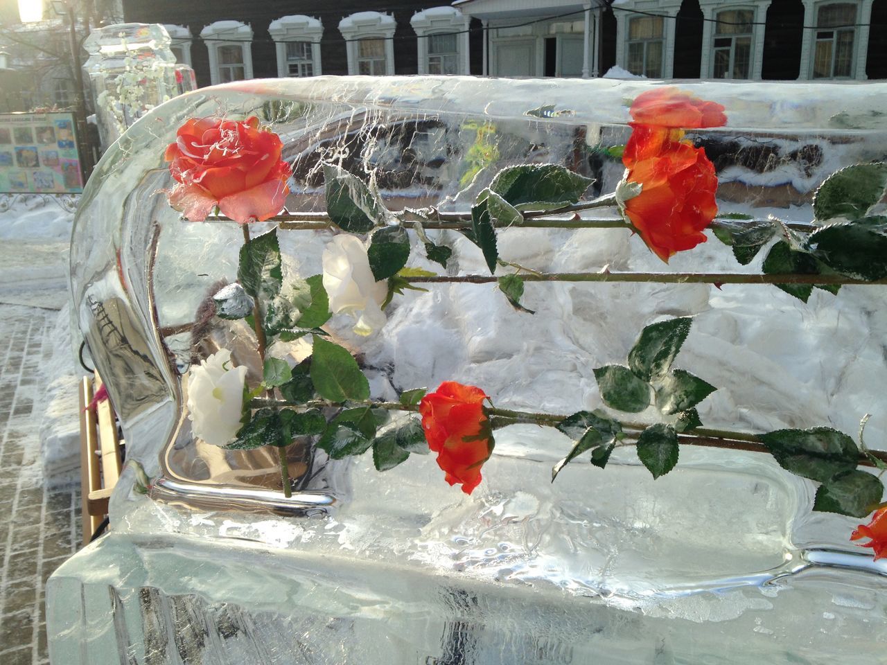 red, water, flower, plant, freshness, glass - material, fragility, transparent, close-up, leaf, reflection, window, growth, nature, ice, indoors, petal, rose - flower, day, no people