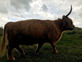 Cow standing on field against sky