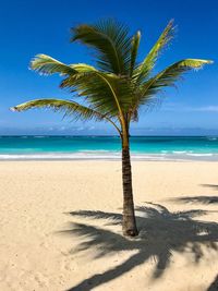 Palm tree on sand at beach against sky