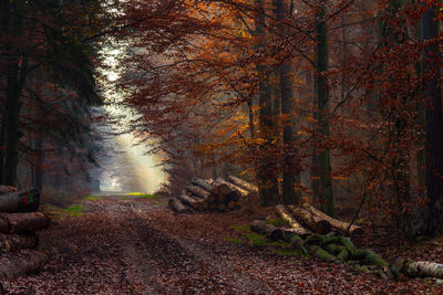 Autumn leaves on road in forest 