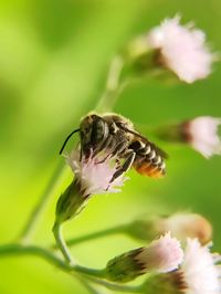 Bee looking for honey