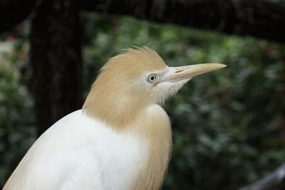Close-up of a bird looking away