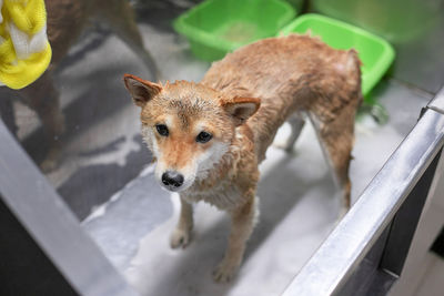 High angle portrait of young woman standing outdoors